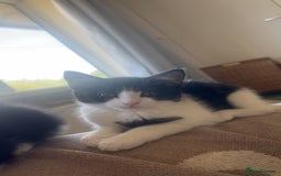 Ragdoll cats for sale: Two sisters 10 weeks old - Image 1