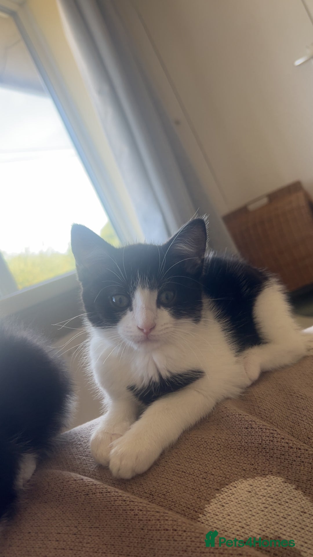 Ragdoll cats for sale: Two sisters 10 weeks old - Image 1