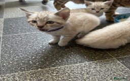 Bengal cats for sale: Stunning bengal/ragdoll kittens  - Image 9