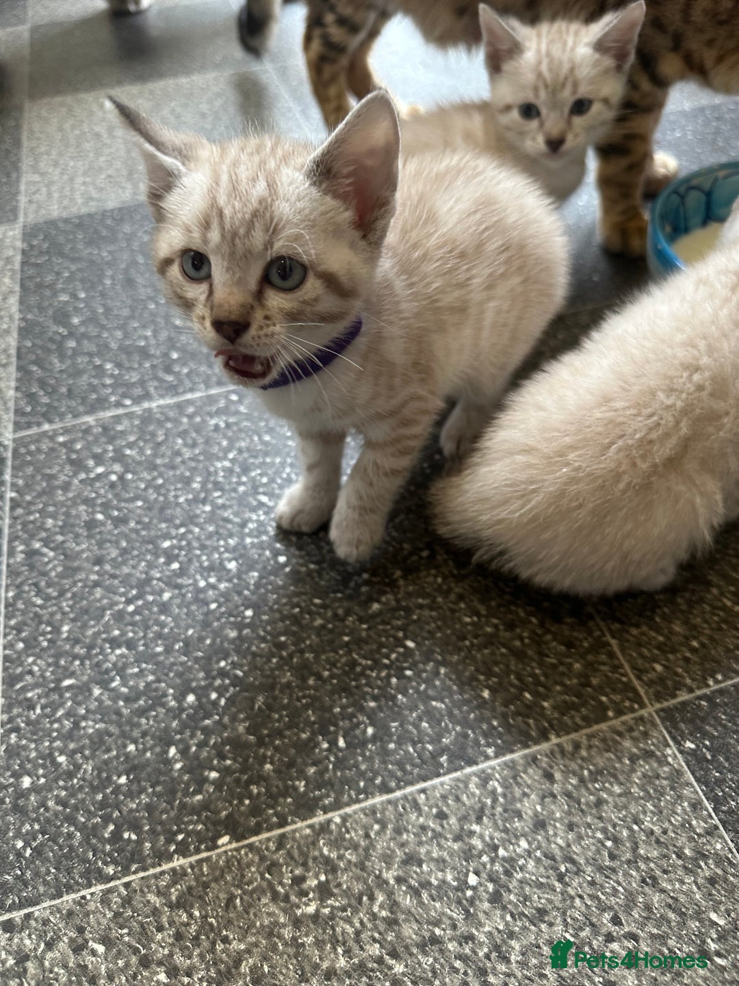 Bengal cats for sale: Stunning bengal/ragdoll kittens  - Image 9
