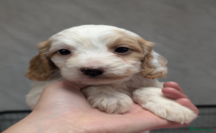 Cockapoo dogs Stunning health tested F1 cockapoo puppies - Advert 2