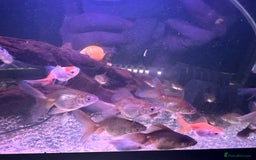 Fancy Goldfish fish for sale: Fancy Oranda goldfish - Image 2