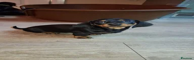 Dachshund 4