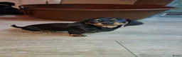 Dachshund dogs for sale: Dachshund puppies  - Advert 12
