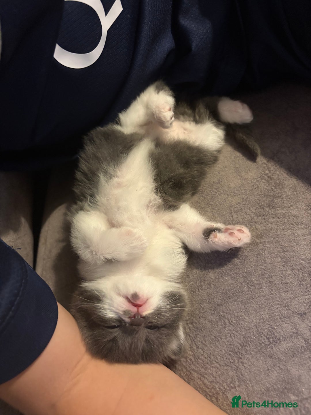 Domestic Shorthair cats for sale: 3 x female kittens  - Image 2