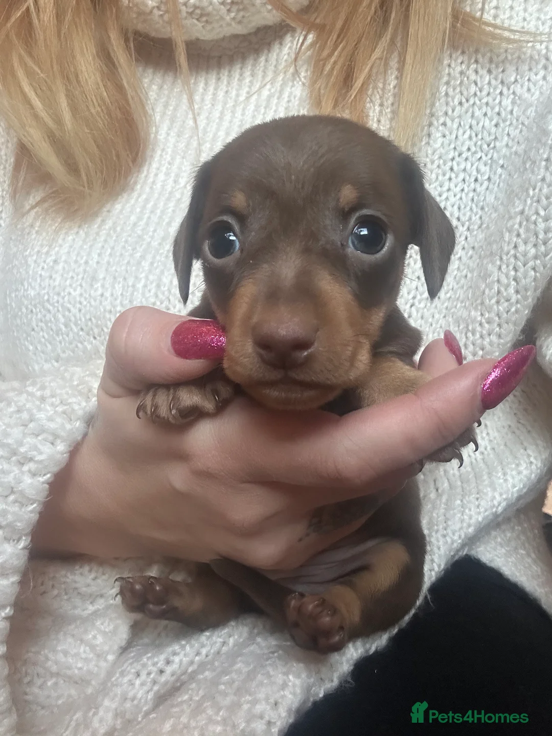 Miniature Dachshund dogs for sale: Miniature dachshund puppies 🐶  - Advert 21