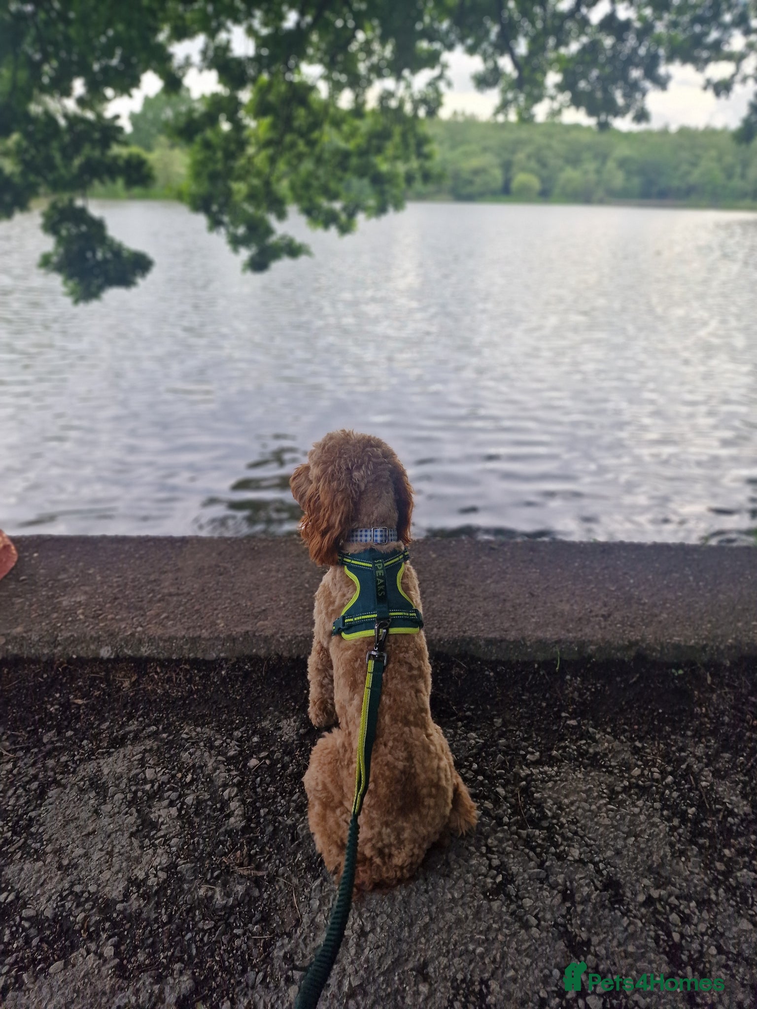 Cockapoo dogs for sale: 18 month old male cockapoo - Advert 6
