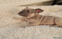 French Bulldog dogs for sale: Rosie litter  - Image 12