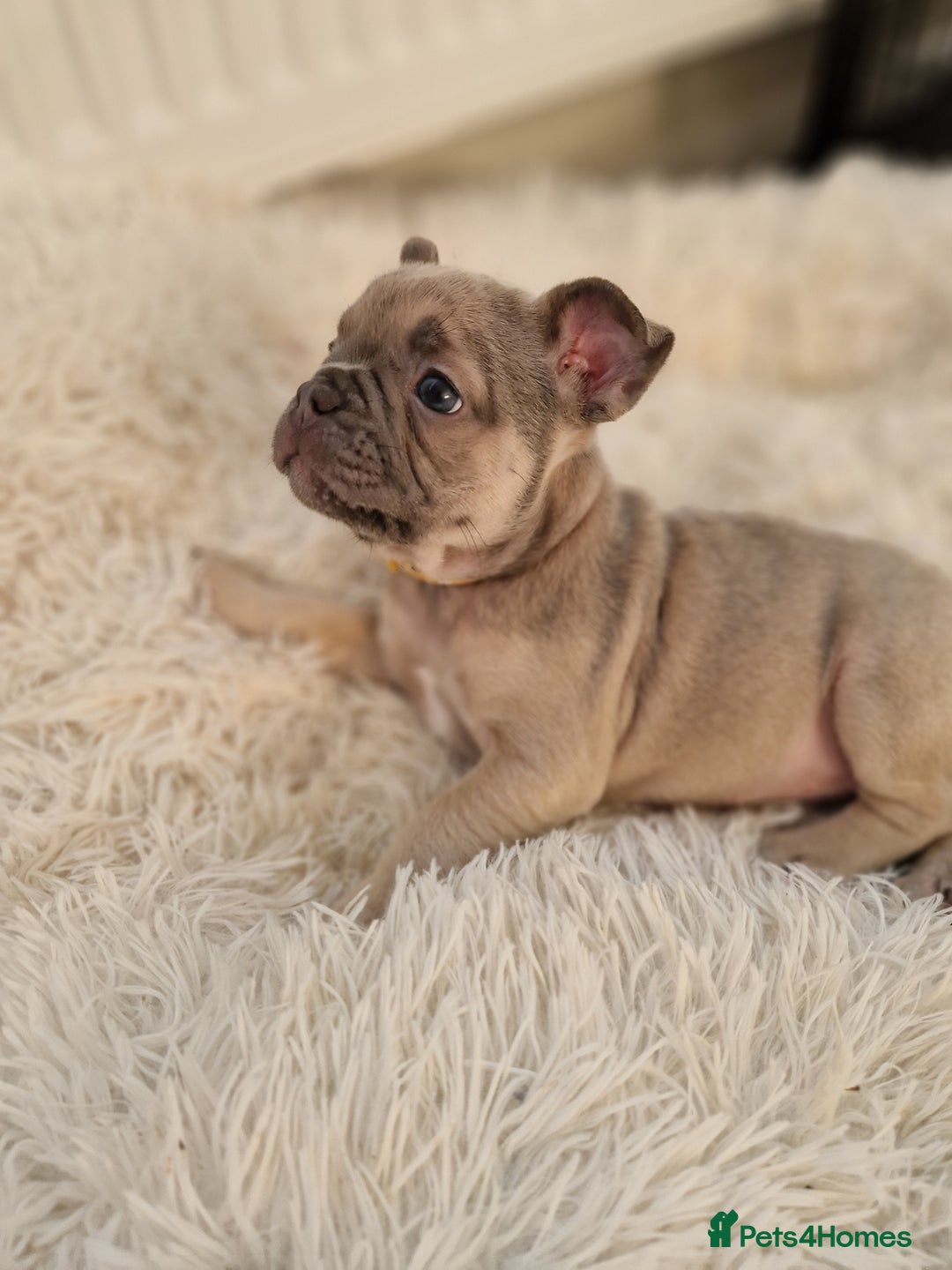 French Bulldog dogs for sale: Rosie litter  - Image 12