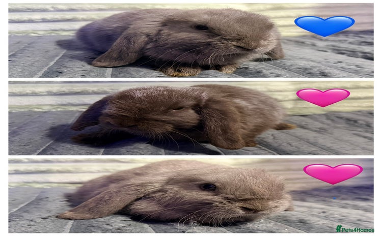 Mini Lop rabbits - Advert 2