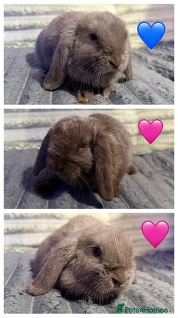 Mini Lop rabbits - Advert 1