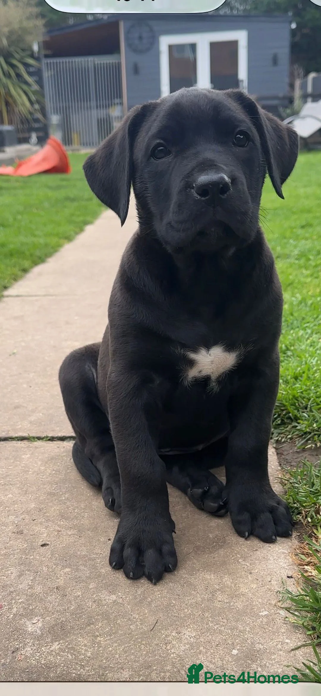 Presa Canario dogs for sale: STUNNING BLACK PRESA CANARIO PUPS  - Advert 2