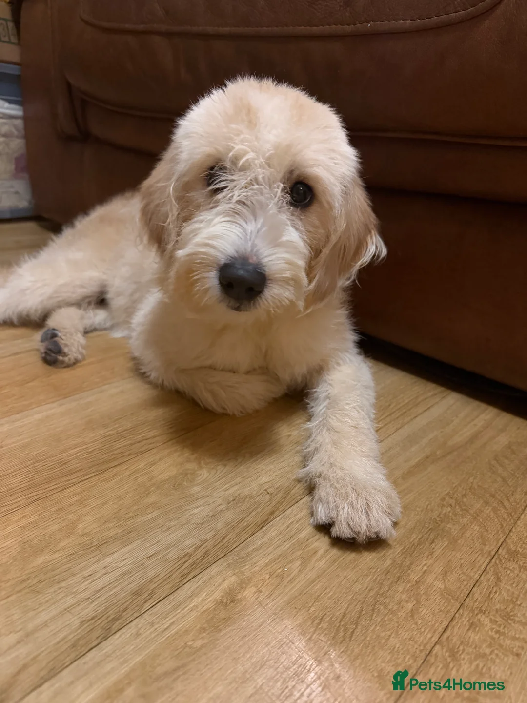 Labradoodle dogs for sale: Labradoodle  - Advert 4