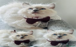 Ragdoll cats for sale: 🌸SALE.Purebred Ragdoll-GCCFstunning kittens🌸🌸🌸 in Wolverhampton - Image 3