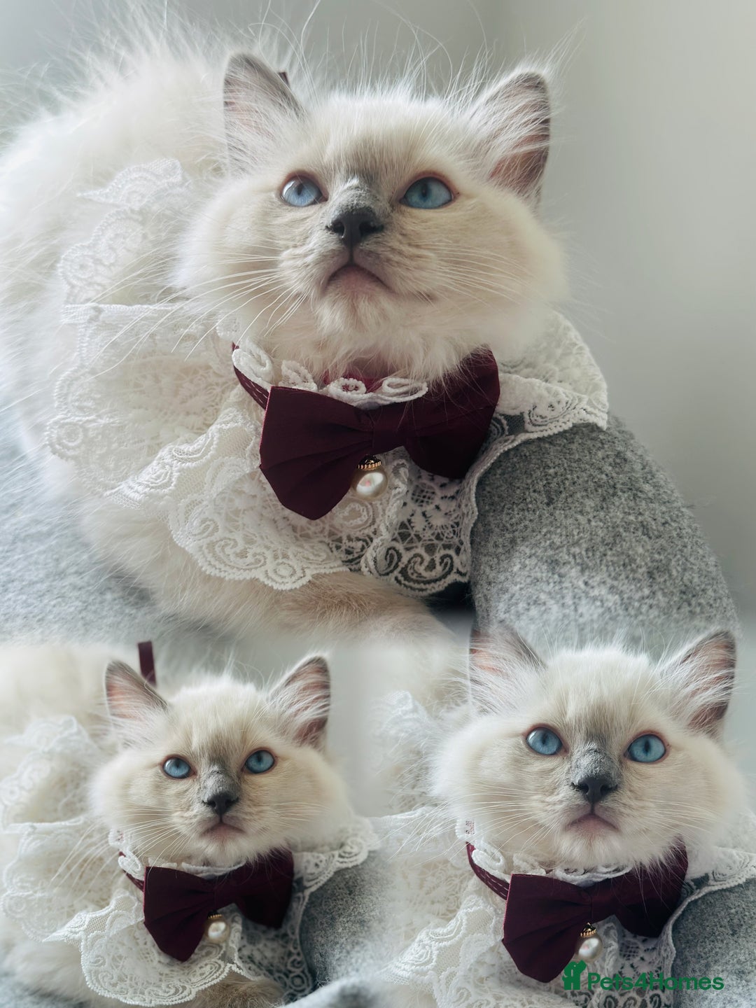 Ragdoll cats for sale: 🌸SALE.Purebred Ragdoll-GCCFstunning kittens🌸🌸🌸 in Wolverhampton - Image 3