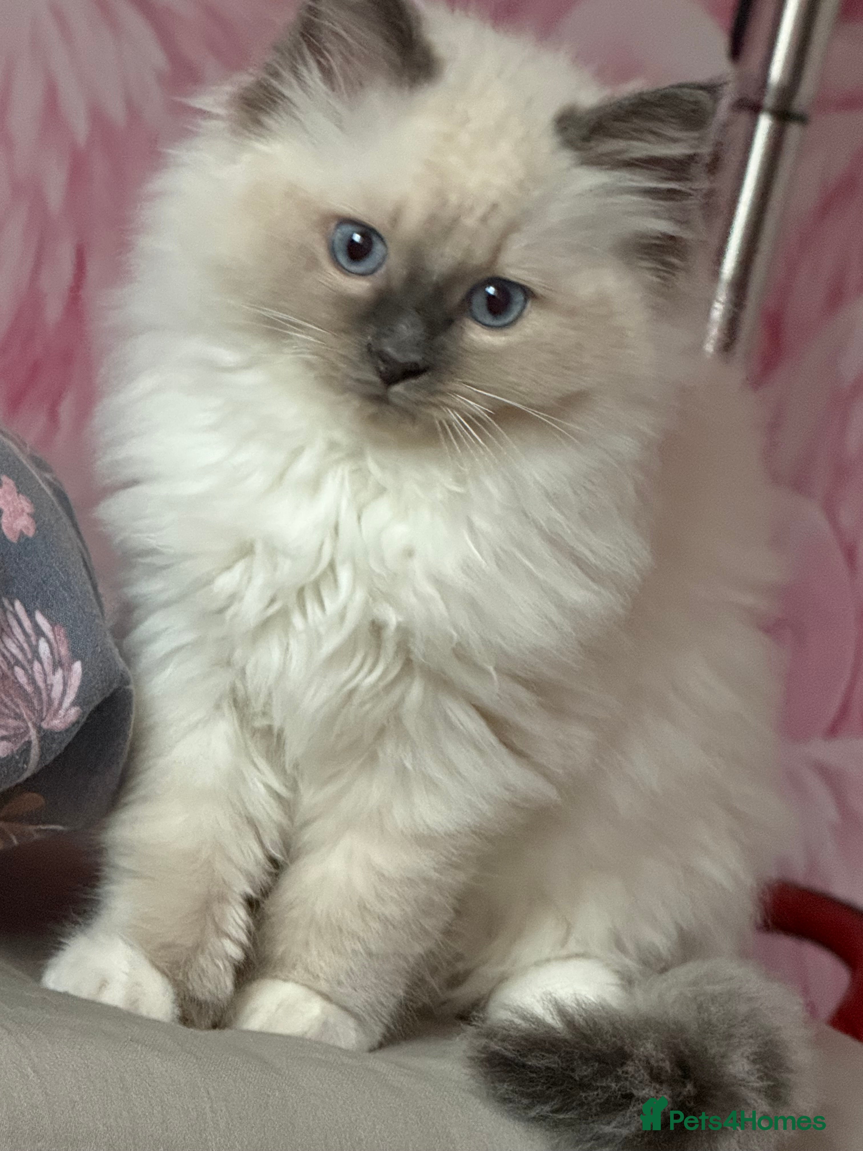 Ragdoll cats Male Ragdoll for sale  - Advert 18