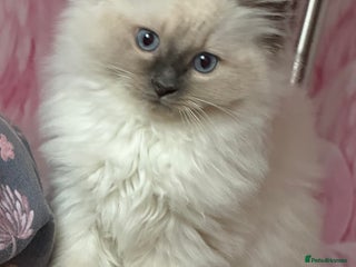 Ragdoll cats Male Ragdoll for sale - Advert 18