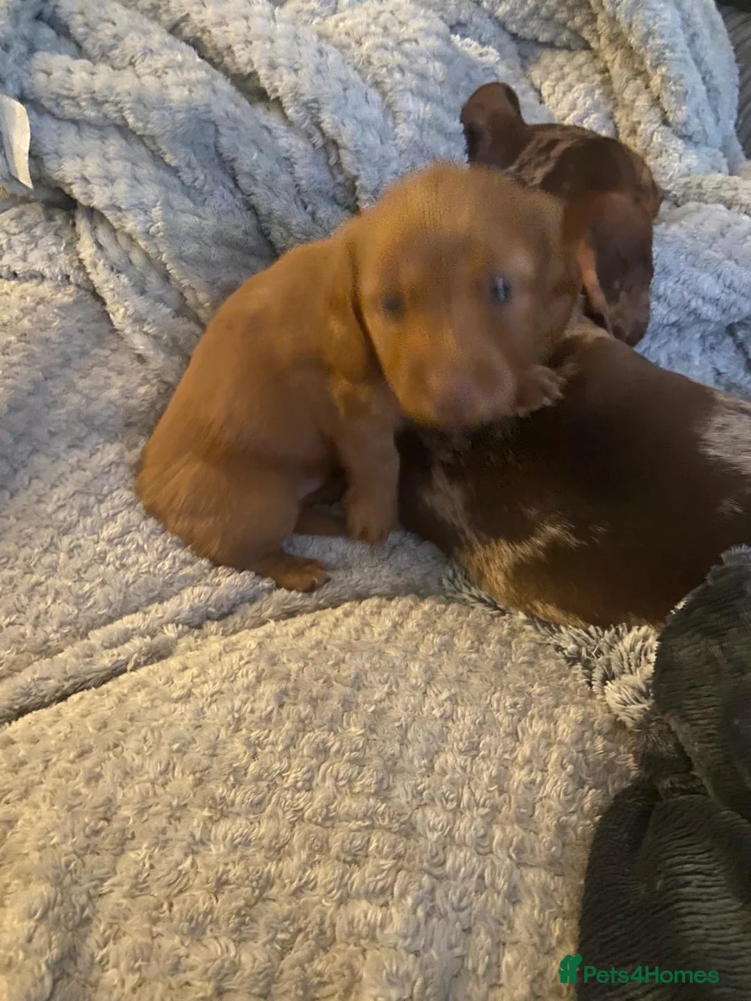 Dachshund dogs for sale: Long haired miniature  - Advert 4