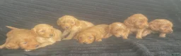 Cockapoo dogs for sale: Stunning Fox Red cockerpoos - Advert 4