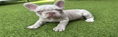 French Bulldog 2