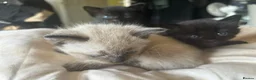 Mixed Breed cats for sale: 3 adorable female kittens - Advert 3