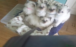 Ragdoll cats for sale: 5 fully seal point ragdoll kittens  - Image 1