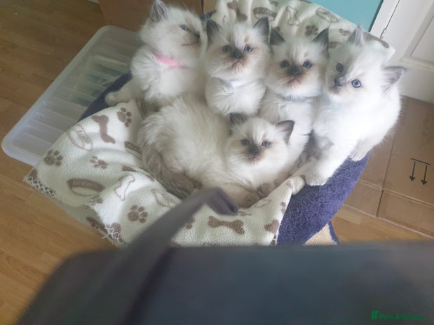 Ragdoll cats - Advert 1