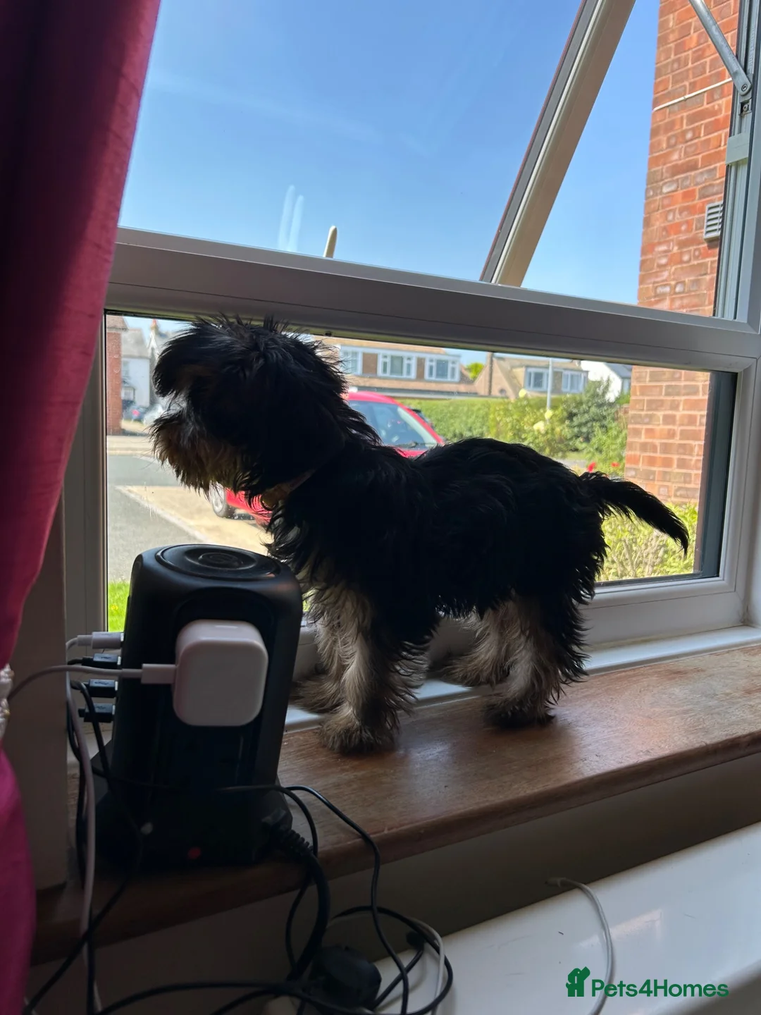 Yorkshire Terrier dogs for sale: Yorkie - Advert 2