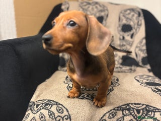 Miniature Dachshund dogs 🐾 Miniature Dachshunds 🐾 LAST ONE AVAILABLE - Advert 9