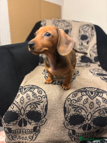 Miniature Dachshund dogs 🐾 Miniature Dachshunds 🐾 LAST ONE AVAILABLE - Advert 9