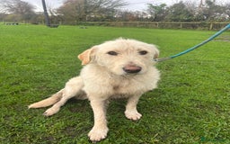 Mixed Breed dogs for sale: Lovely boy dog for sale  - Image 2