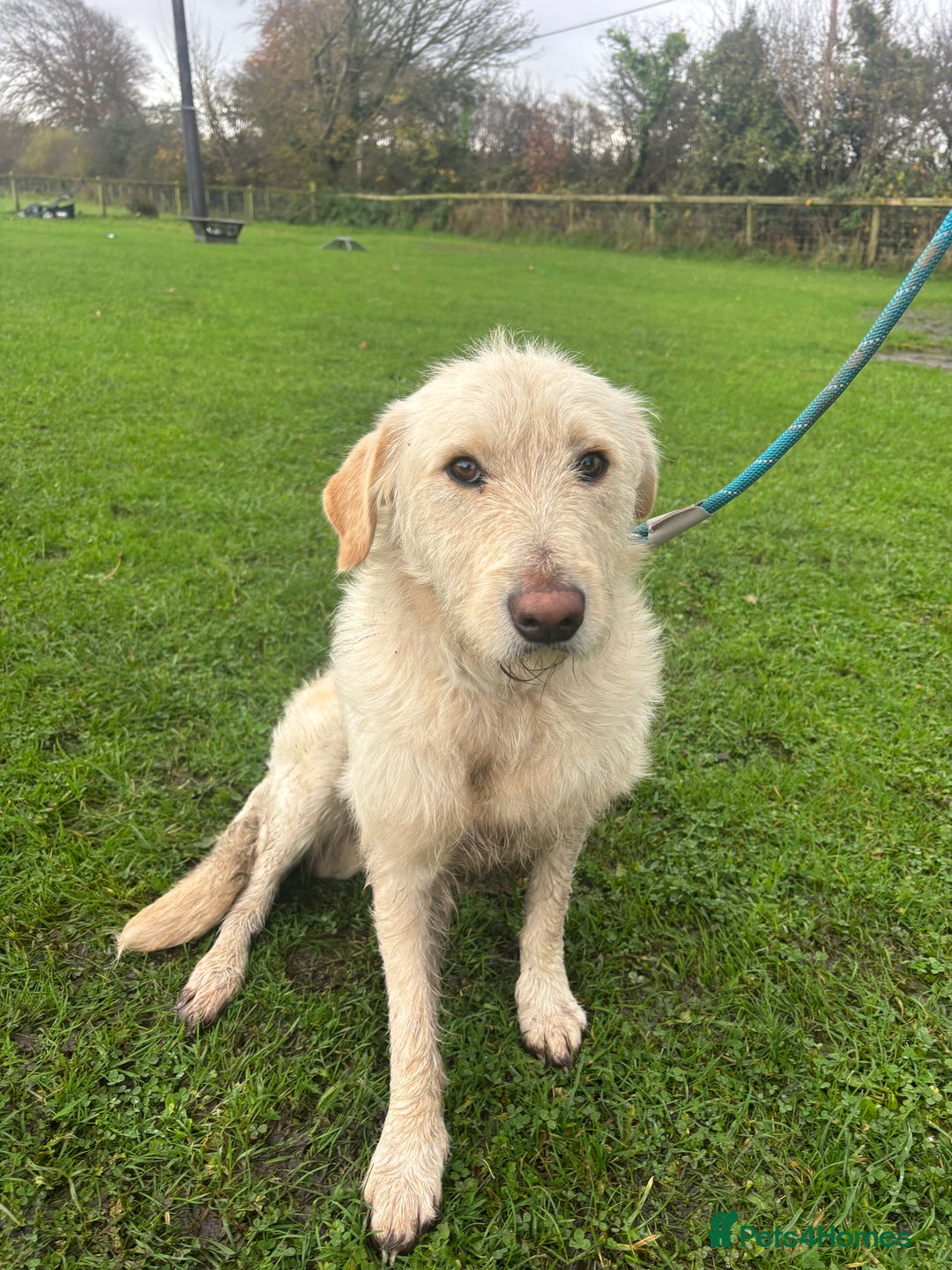 Mixed Breed dogs for sale: Lovely boy dog for sale  - Image 2