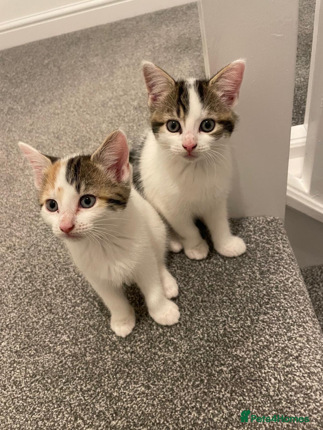 Mixed Breed cats for sale: Adorable Half-Manx Kittens 🐾 - Image 26