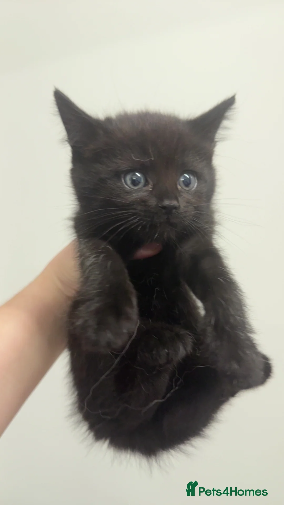 Mixed Breed cats for sale: Long hair kittens  - Advert 2