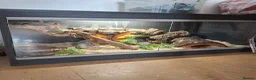 Corn Snake reptiles for sale: Corn snake and vivarium  in Billingshurst - Advert 2
