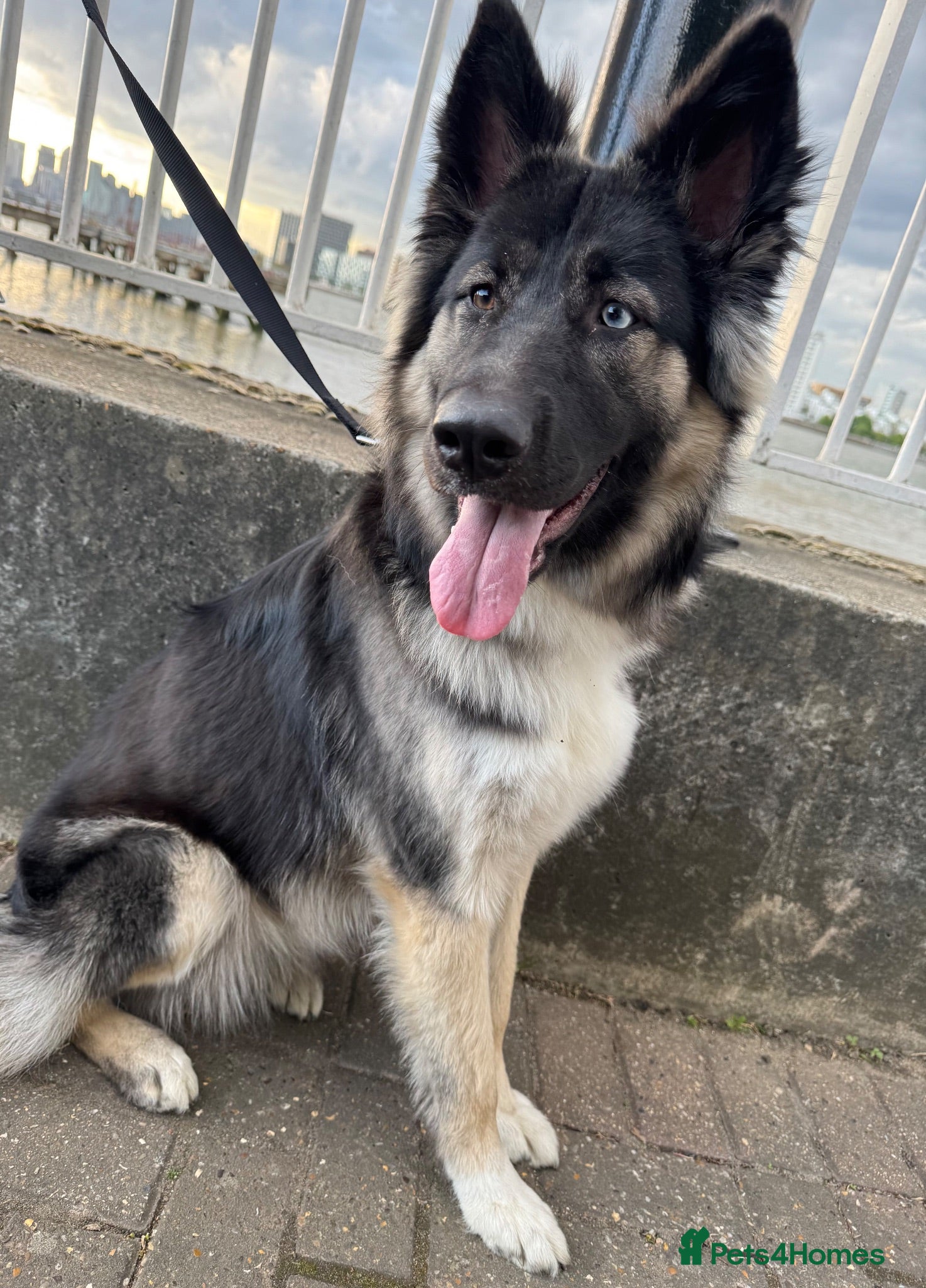 German Shepherd dogs 🐾 Stunning 8 Week Old German Shepherd Puppies 🐾 - Advert 5