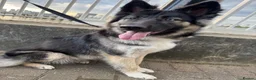 German Shepherd dogs for sale: 🐾 Stunning 8 Week Old German Shepherd Puppies 🐾 - Advert 1