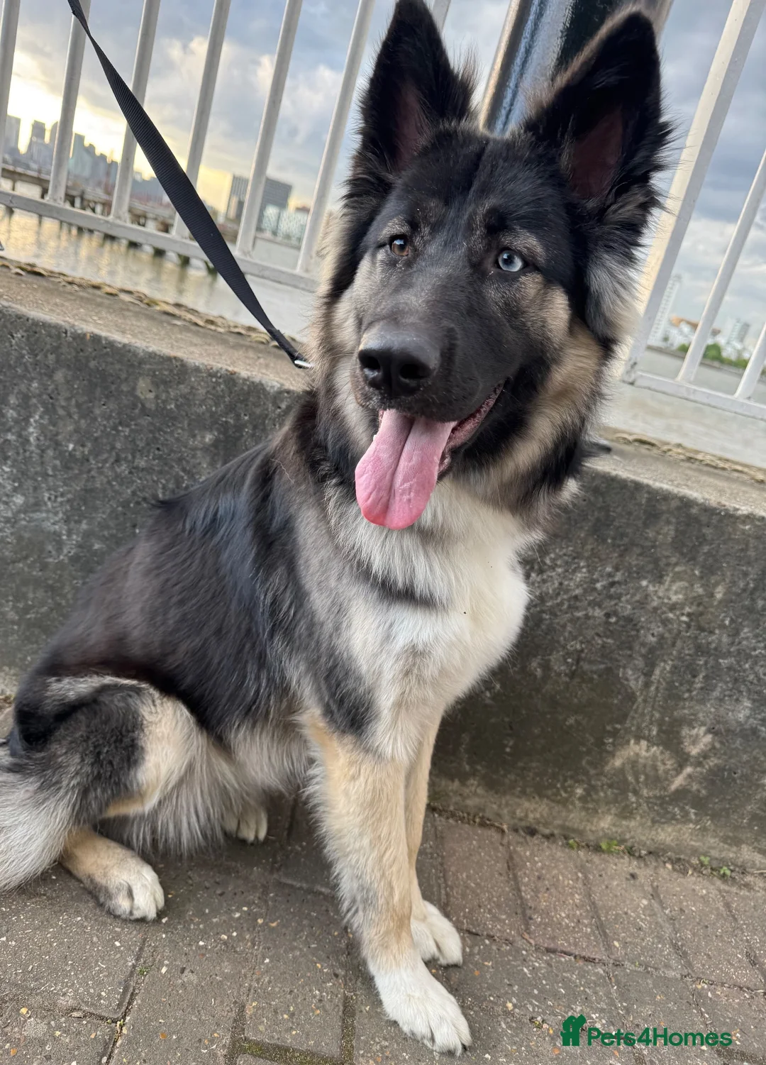 German Shepherd dogs for sale: 🐾 Stunning 8 Week Old German Shepherd Puppies 🐾 - Advert 1