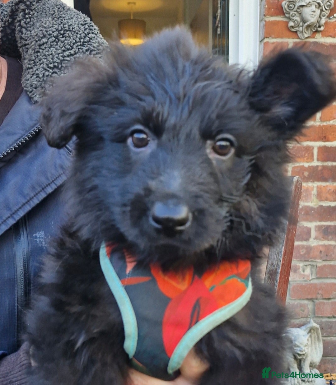 German Shepherd dogs for sale: KC German Shepherd pups LAST 2 BOYS! - Image 6