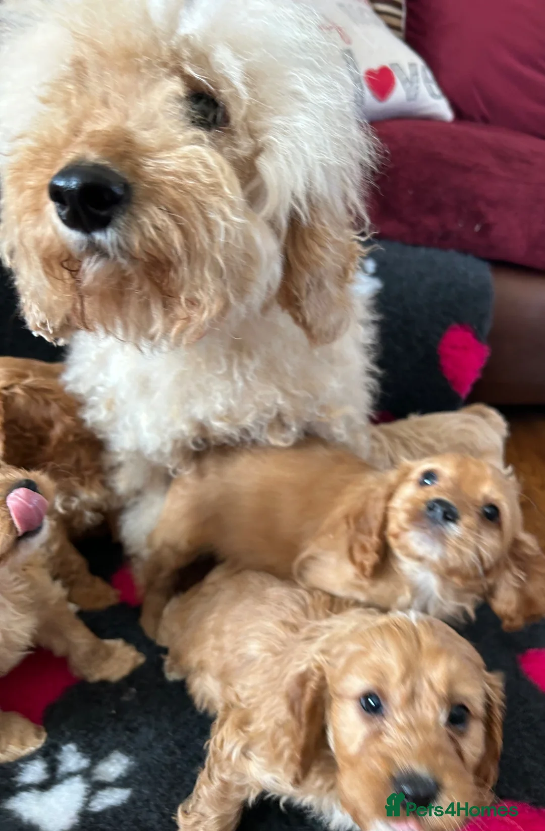 Cavapoo dogs for sale: Beautiful Cavapoo Puppies  - Advert 2