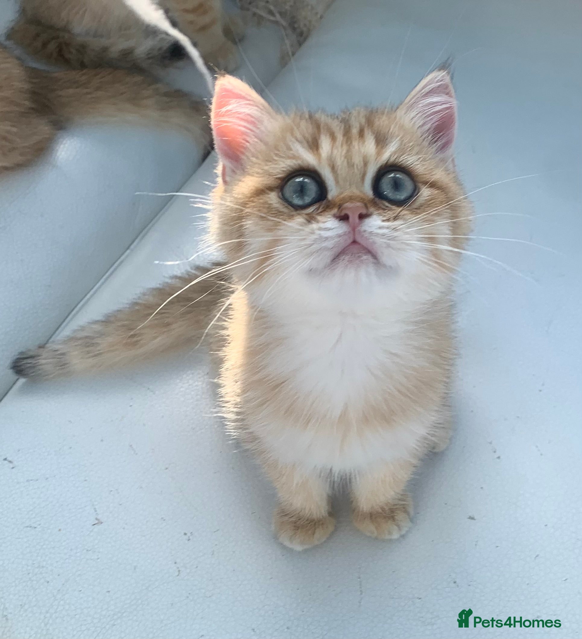 British Shorthair cats  Luxurious champion lines BSH golden chinchilla   - Advert 18