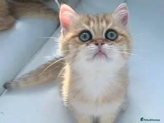 British Shorthair cats Luxurious champion lines BSH golden chinchilla - Advert 18