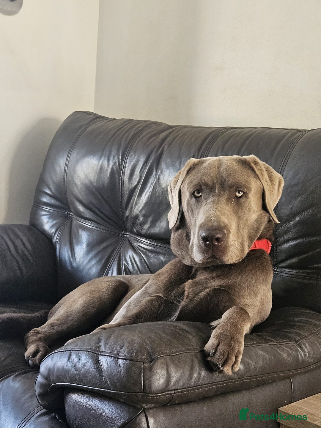 Labrador Retriever dogs for stud: Silver Labrador boy for stud  - Image 2