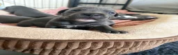 Staffordshire Bull Terrier dogs for sale: KC-Quality,Champion Bloodline,Blue Staffy Pups - Advert 27