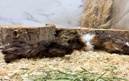 Guinea Pig rodents for sale: Baby Lunk guinea pigs available 💗 - Image 8