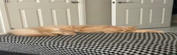 British Longhair cats for sale: Aslan - GCCF show prospect - Advert 10