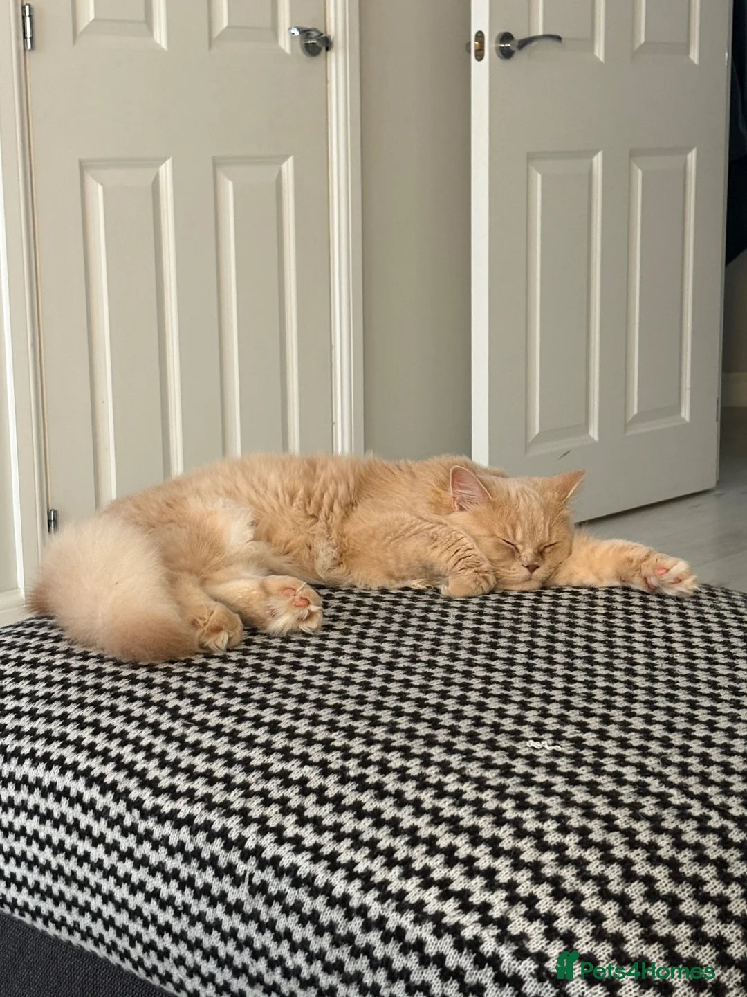 British Longhair cats for sale: Aslan - GCCF show prospect - Advert 10