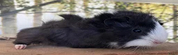 Guinea Pig rodents for sale: Baby sow guinea pigs  - Advert 3