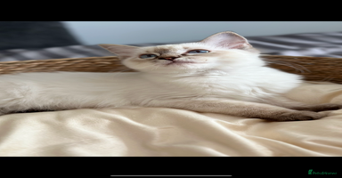 Ragdoll cats - Advert 6