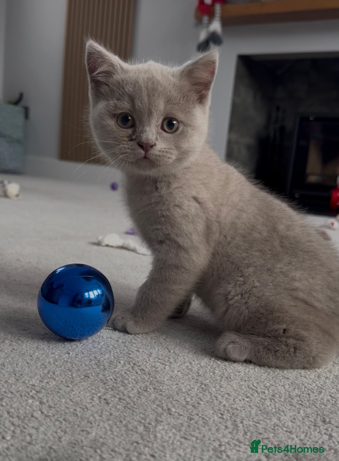 British Shorthair cats for sale: Registered British short hair babies available  - Advert 8